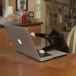 gif de um gatinho sentado u00e0 frente de uma mesa, batendo suas patinhas no teclado de um notebook como se estivesse trabalhando freneticamente
