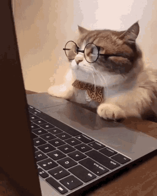 gif de um gatinho u00e0 frente de um notebook, ele usa u00f3culos e parece estar estudando