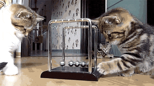 gif de dois gatinhos em brincando com um pu00eandulo de newton (facilmente encontrado como brinquedo decorativo, com pu00eandulos que transferem a energia do movimento de um para outro)