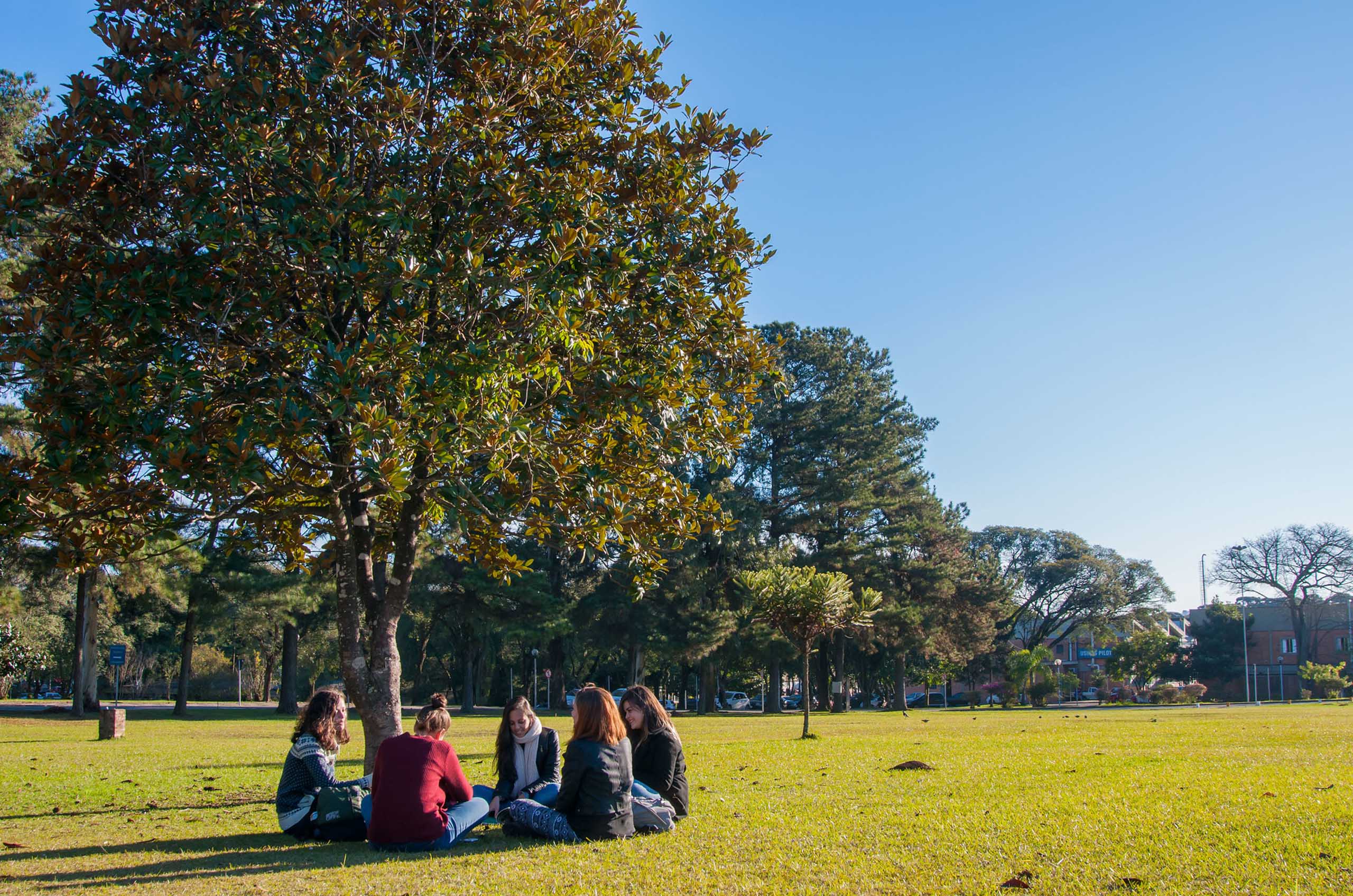 Estudantes sentados em círculo em gramado rodeado de árvores, no Centro Politécnico da UFPR em Curitiba