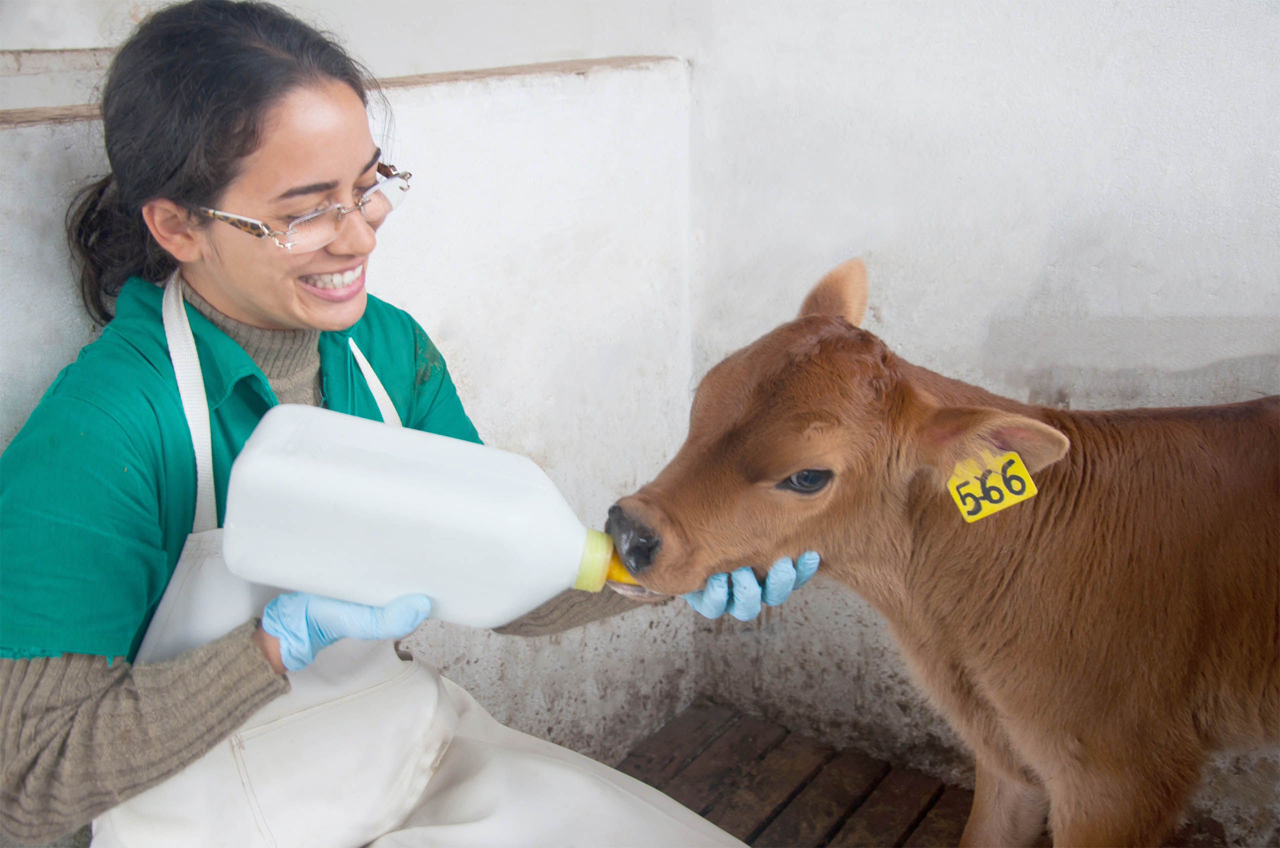 Bezerro marrom sendo alimentado com uma mamadeira, segurado por uma mulher sorridente de blusa verde e óculos.