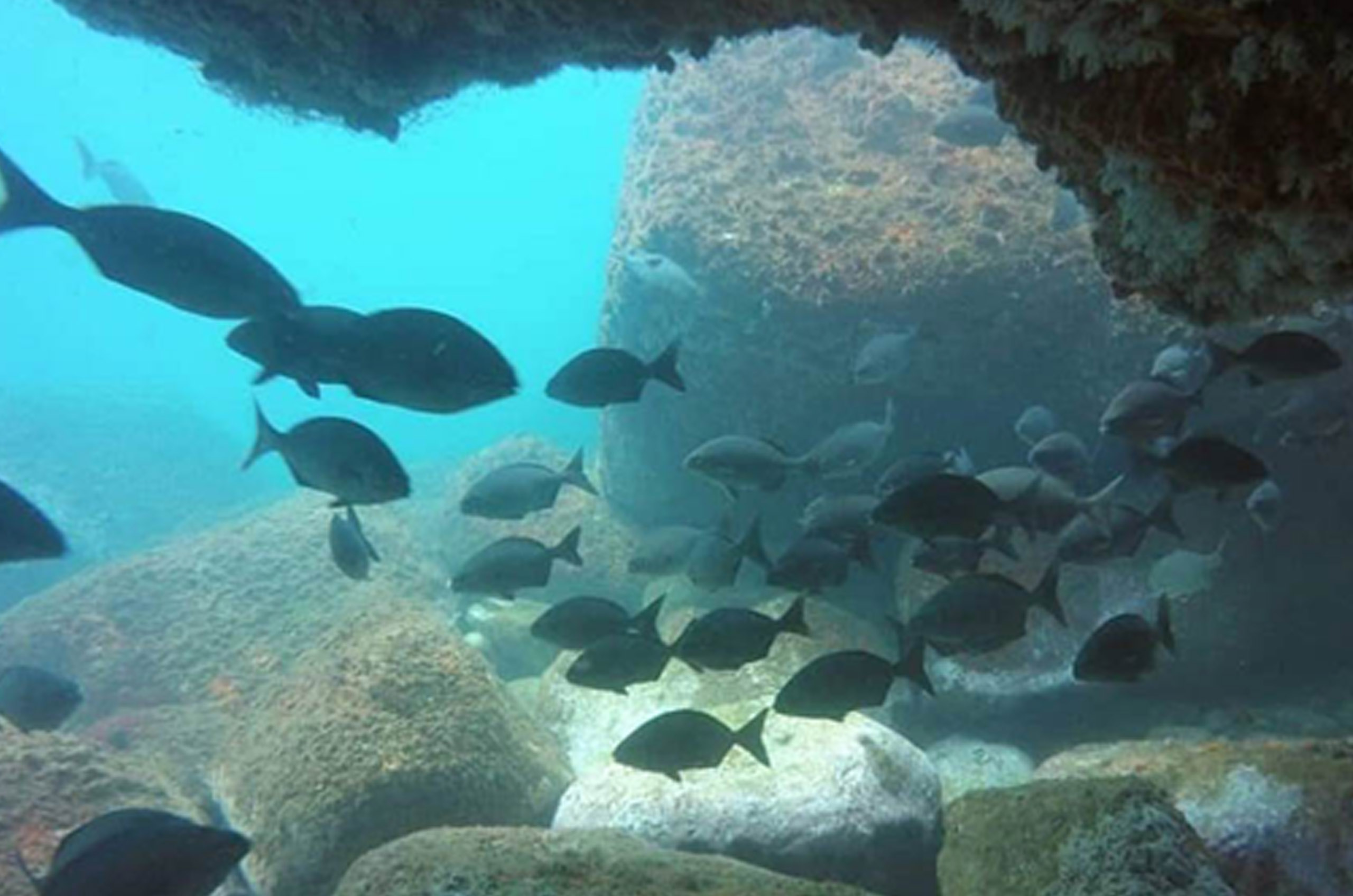 Cardume de peixes no Parque Nacional Marinho das Ilhas dos Currais