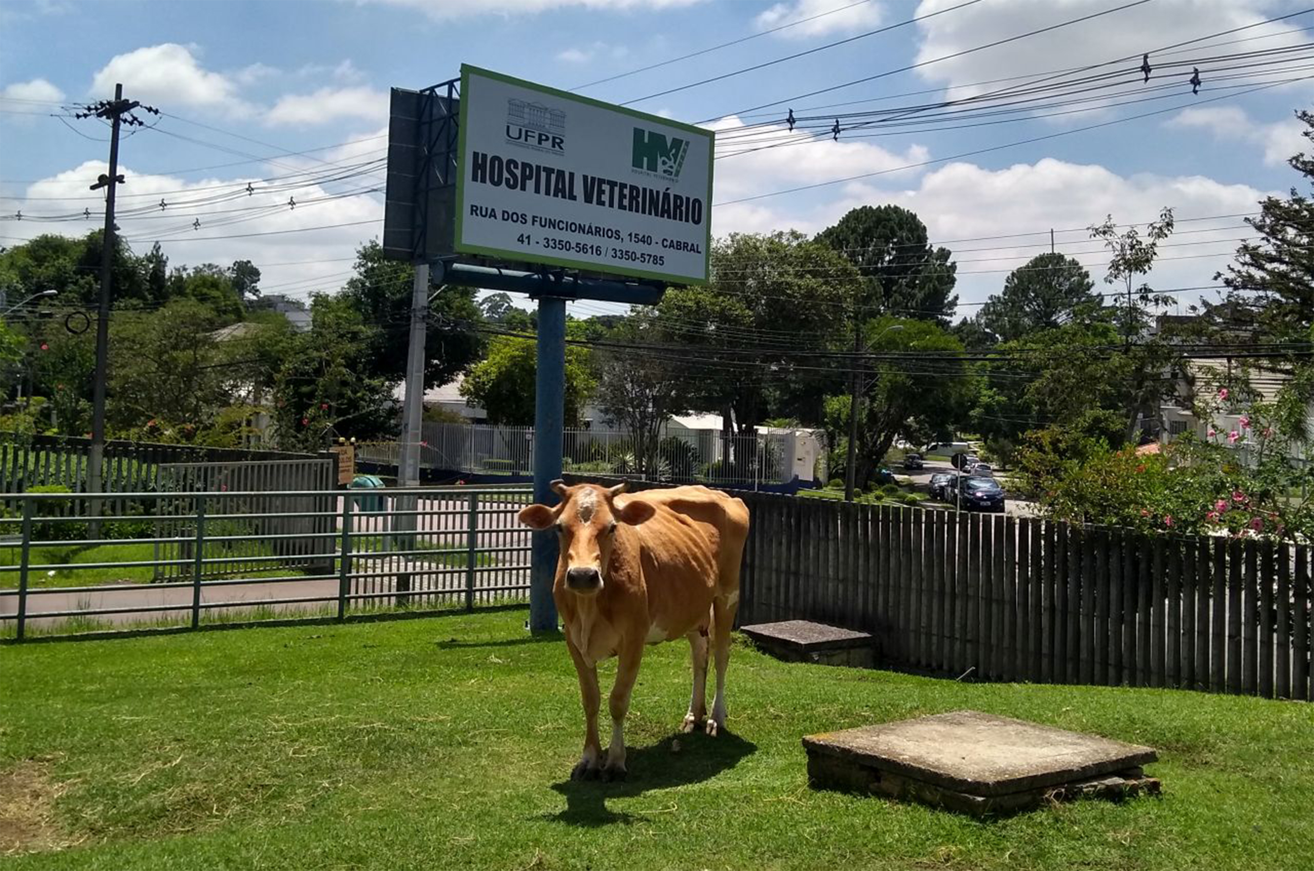 Uma vaca marrom, em pé na grama, em frente a placa do hospital veterinário onde se encontra o texto "Hospital Veterinário".