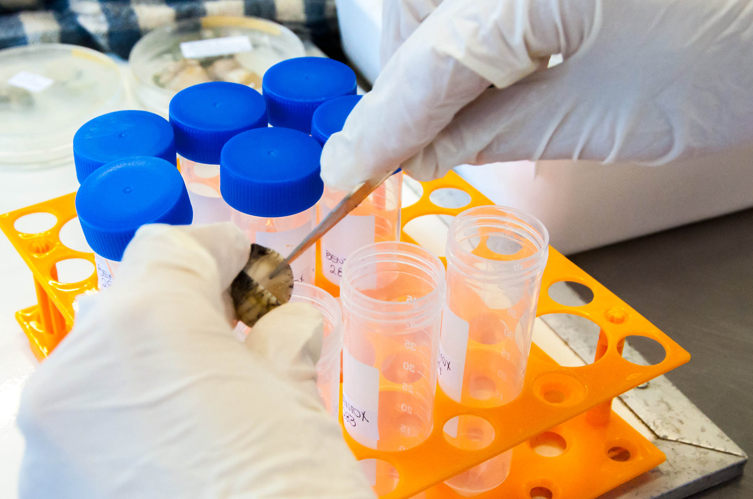 imagem mostra mão com luva segurando uma concha e outra mão raspando conteúdo da concha em tubo de ensaio, em laboratório do Centro de Estudos do Mar da UFPR, em Pontal do Paraná