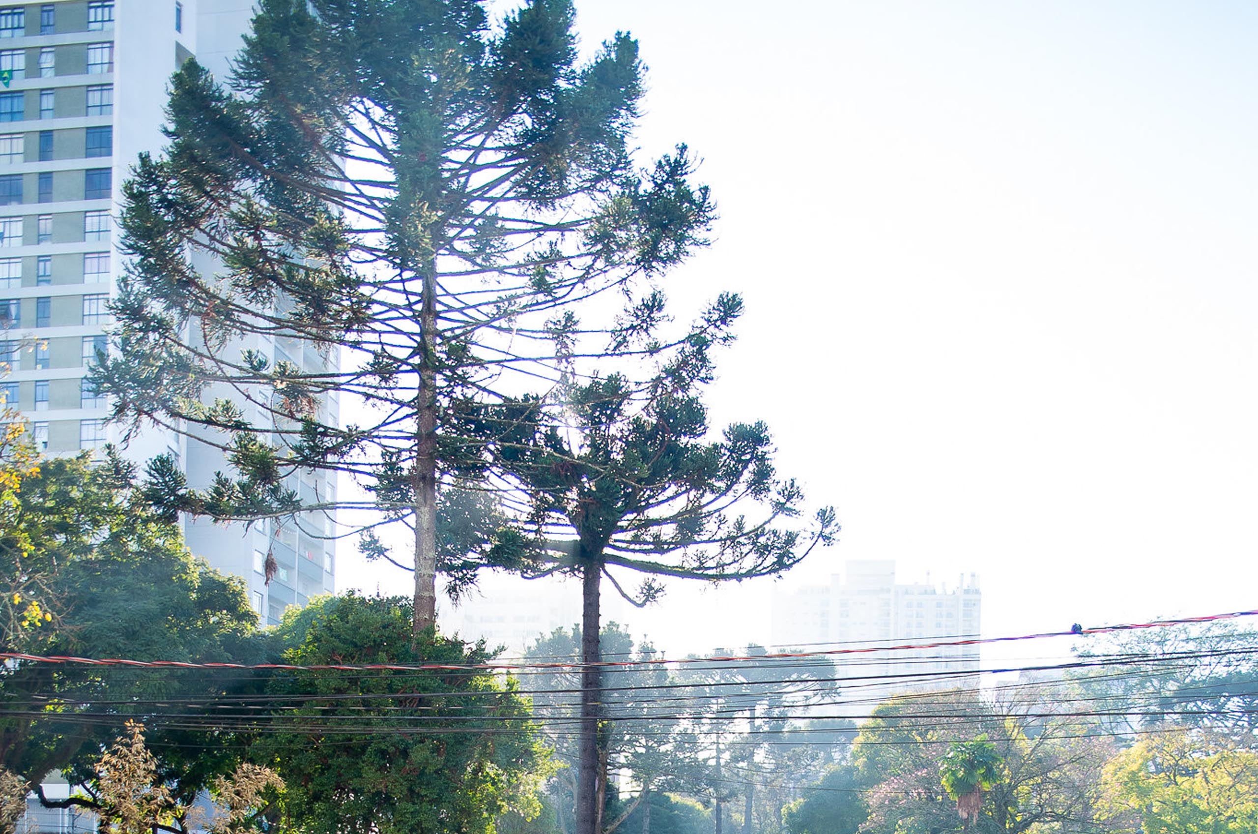 Paisagem da cidade de Curitiba, com duas araucárias